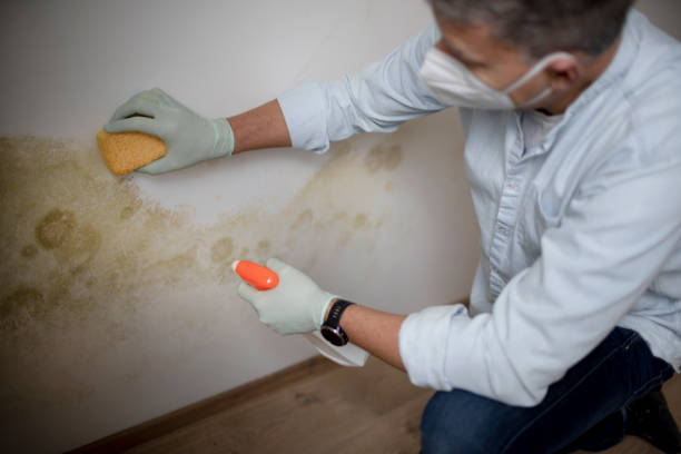 Best Crawl Space Mold Remediation in Iowa City, IA